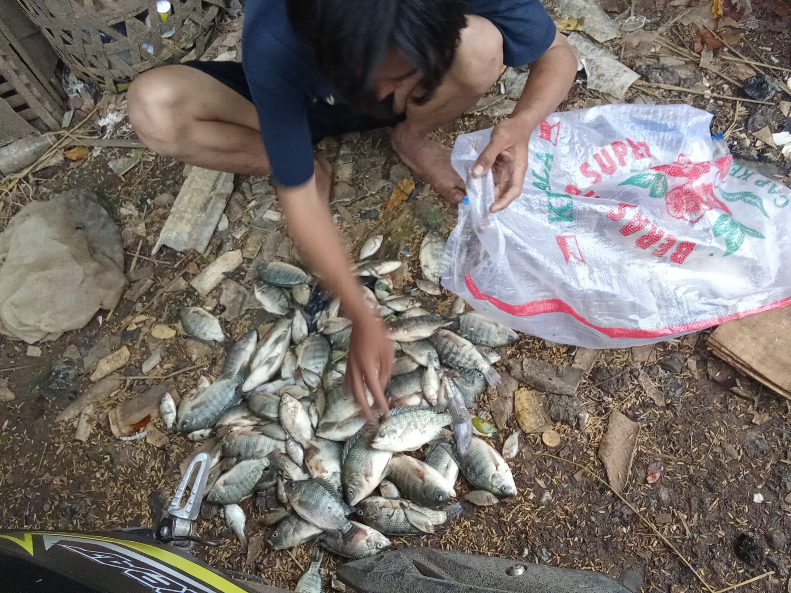 Petugas Trantib Kecamatan Sepatan, Imbau Warga Tidak Mengambil Ikan di Anak Sungai Cisadane 2 IMG 20260210 WA0148 scaled Klik Pantura