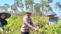 IMG 20260608 WA0059 Klik Pantura