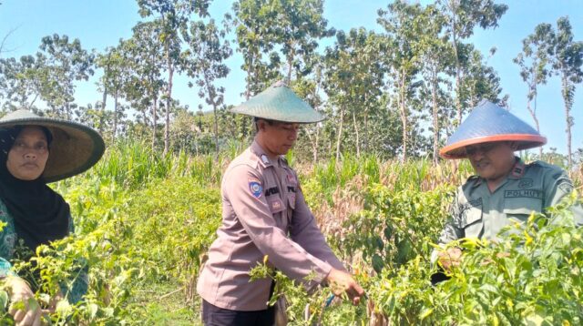 IMG 20260608 WA0059 Klik Pantura