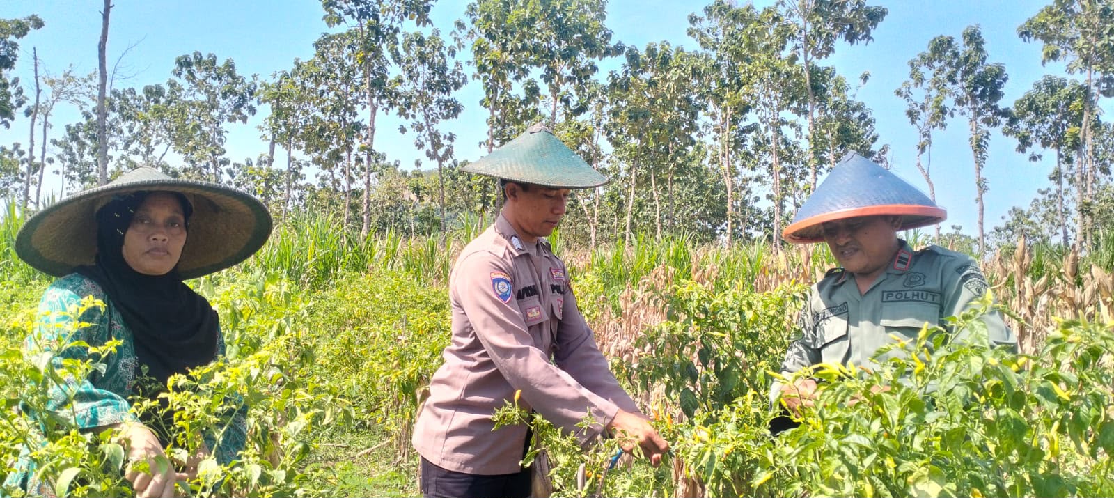 IMG 20260608 WA0059 Klik Pantura
